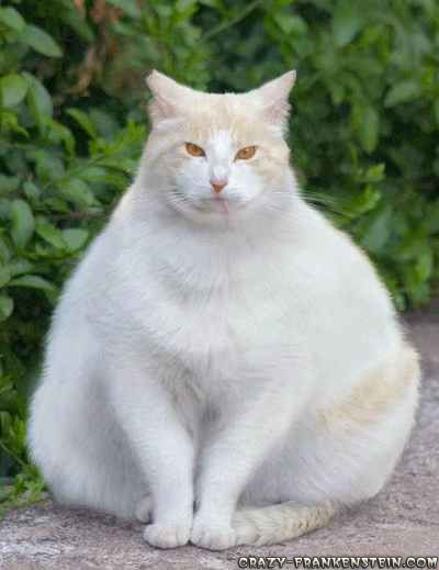 white-fat-cat.jpg ht=519