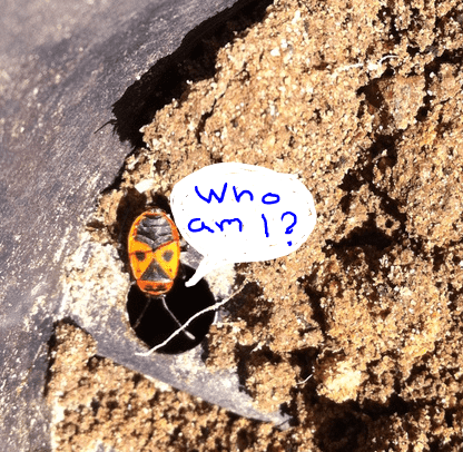 whoami.PNG