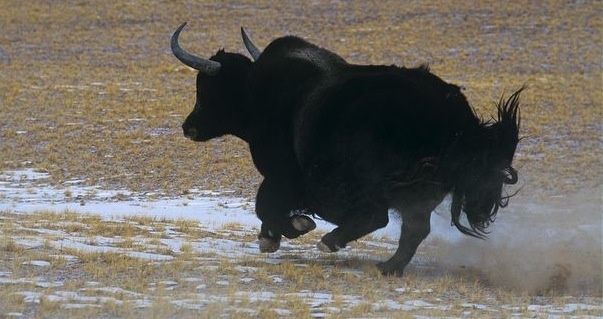 Wild-yak-charging.jpg