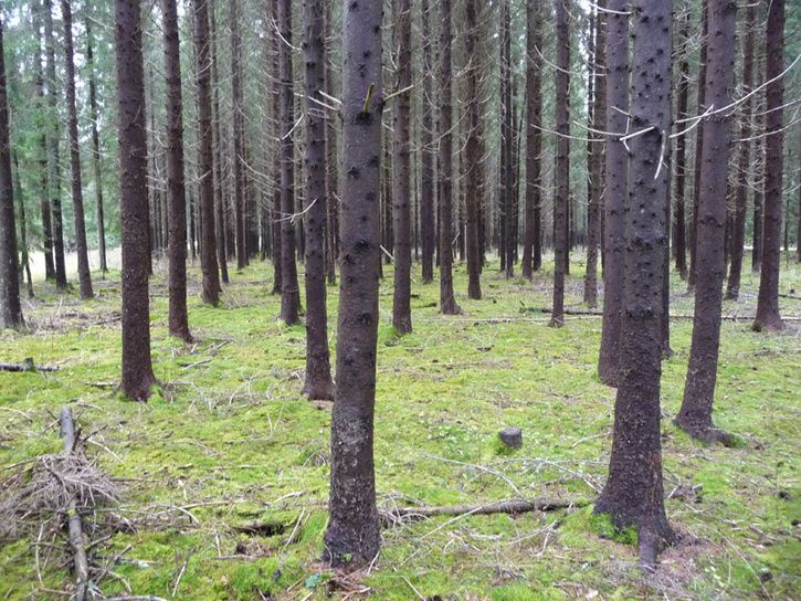 wood1.jpg