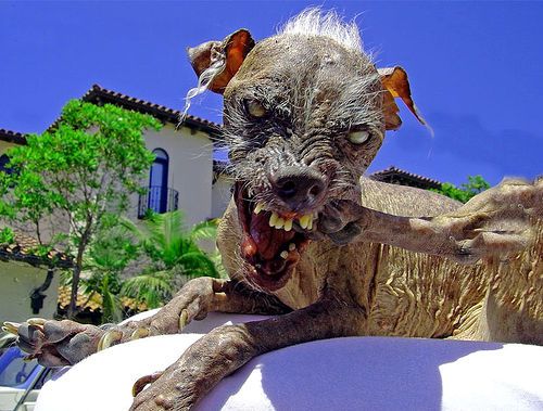 Worldsugliestdog.jpg ht=379