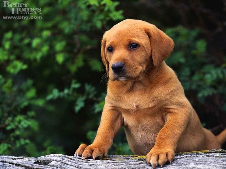 yellow-lab-puppy.JPG ht=544