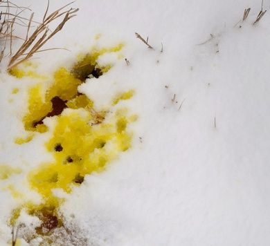 Yellow+Snow.jpg