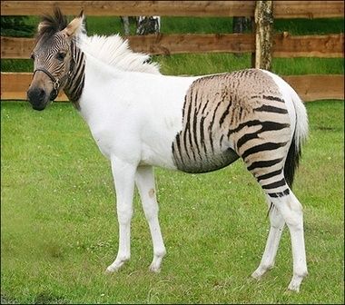 zebra.jpg ht=336