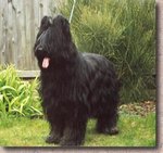 jag som hund.jpg