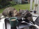omnomnom.JPG
