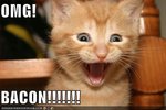bacon-lolcat-funny-pictures-kitten-is-excited-OMG-BACON.jpg