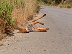 road_kill.jpg