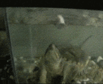 1274512229454.gif