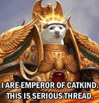 katt.jpg