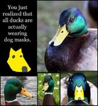 duck.jpg