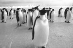 penguins_2_a_standing_1174994447_8026729.jpg