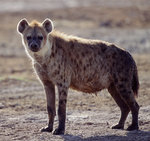 hyena1.jpg
