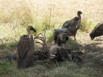 White-backed_vultures_eating_a_dead_wildebeest.jpg