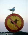 Bird.jpg