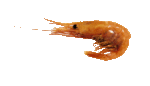 Nordhavsraka_600px.gif