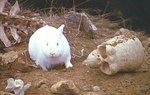 Killer rabbit 1.jpg