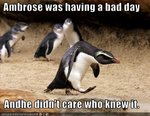penguin-has-a-bad-day.jpg