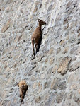 goats-climbing-dam.jpg
