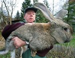 massive-rabbit.jpg