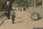 kangaroojackp1[1].gif