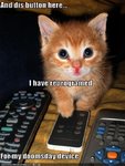 funny-pictures-cat-pushes-doomsday-button.jpg