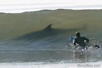 surfing-shark-scare.jpg