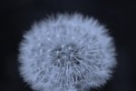 DSC_1178.JPG