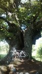Cykelmotbiskopsek.jpg
