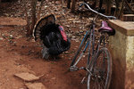 turkey-bike.jpg