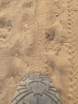 10367796_10152318320932309_9151238959614066722_n[1].jpg