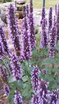 blomma.jpg