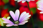Blomma 1 HD Color.jpg