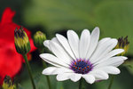Blomma 2 HD Color.jpg