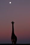 giraff.jpg