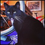 cykel+katt.jpg