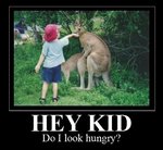 kid-feeding-mating-kangaroo.jpg