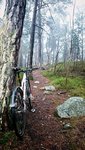 arstaskogen150330.jpg