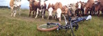 The cows who stare at bikes.jpg