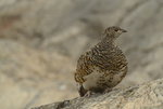DSC_3294.JPG