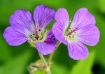 4 IMG_7685 31.JPG
