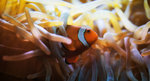 London - Zoo 02 - Nemo.jpg
