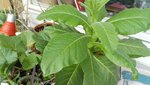 IMG_20160710_154754.jpg