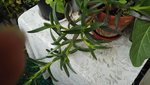 IMG_20160710_154948.jpg