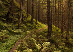 12 autumn 50x70.jpg