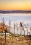 16 autumn 70x100.jpg