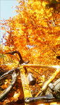 Background - Orange Crescent.jpg