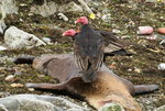 DSC_3664.JPG
