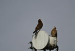 DSC_3757.JPG