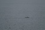 DSC_4371.JPG